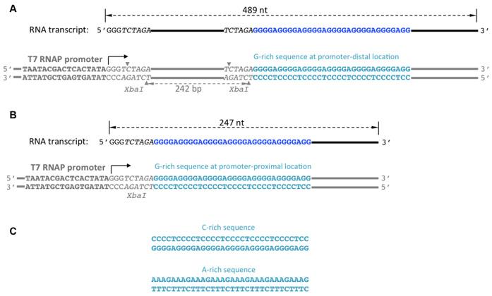 https://cdn.ncbi.nlm.nih.gov/pmc/blobs/8850/5499740/3af220e8bcce/gkx403fig1.jpg