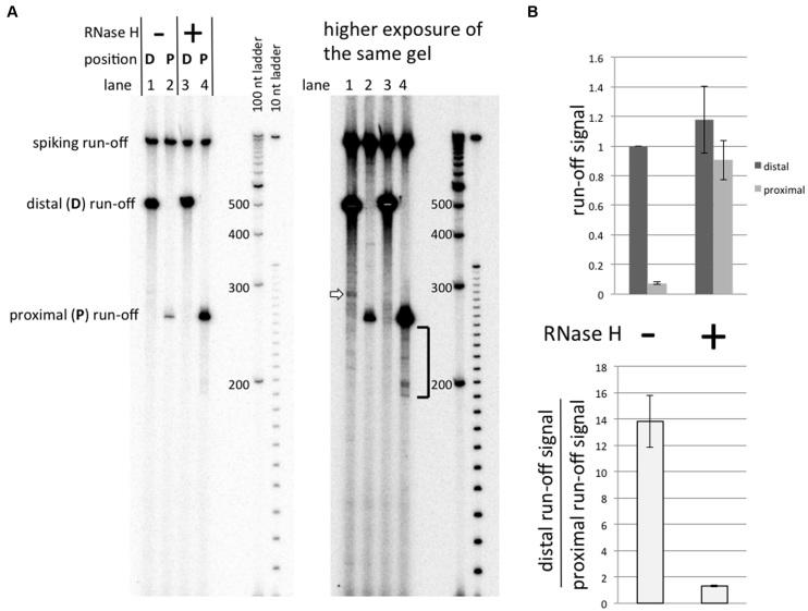 https://cdn.ncbi.nlm.nih.gov/pmc/blobs/8850/5499740/4b23778d7691/gkx403fig5.jpg