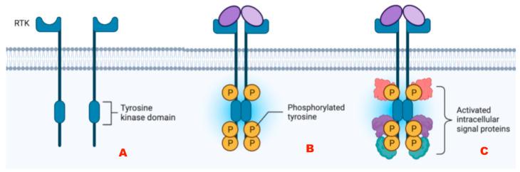 https://cdn.ncbi.nlm.nih.gov/pmc/blobs/8852/12071314/60d7f25f41d9/cancers-17-01566-g002.jpg