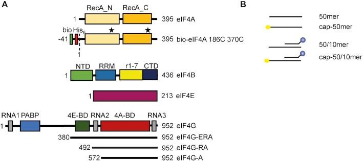 https://cdn.ncbi.nlm.nih.gov/pmc/blobs/8887/9226541/4388906745f2/gkac437fig1.jpg