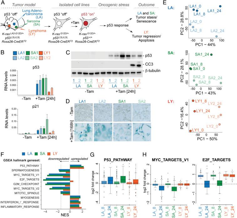 https://cdn.ncbi.nlm.nih.gov/pmc/blobs/8965/8346867/1ed45220373e/pnas.2025539118fig01.jpg