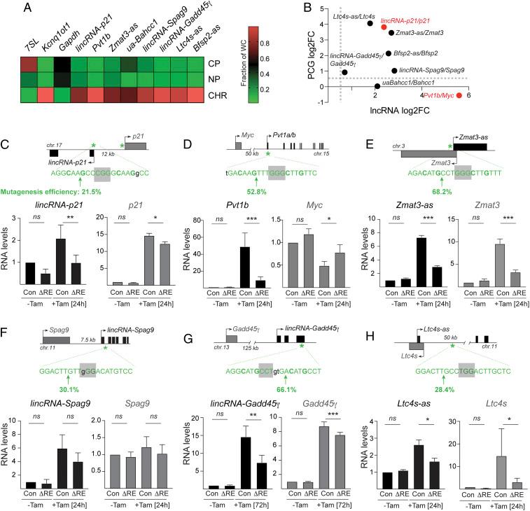 https://cdn.ncbi.nlm.nih.gov/pmc/blobs/8965/8346867/bf9056702ce5/pnas.2025539118fig04.jpg