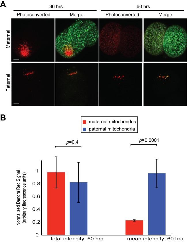https://cdn.ncbi.nlm.nih.gov/pmc/blobs/8997/5127638/01d1f752fcef/elife-17896-fig6-figsupp1.jpg