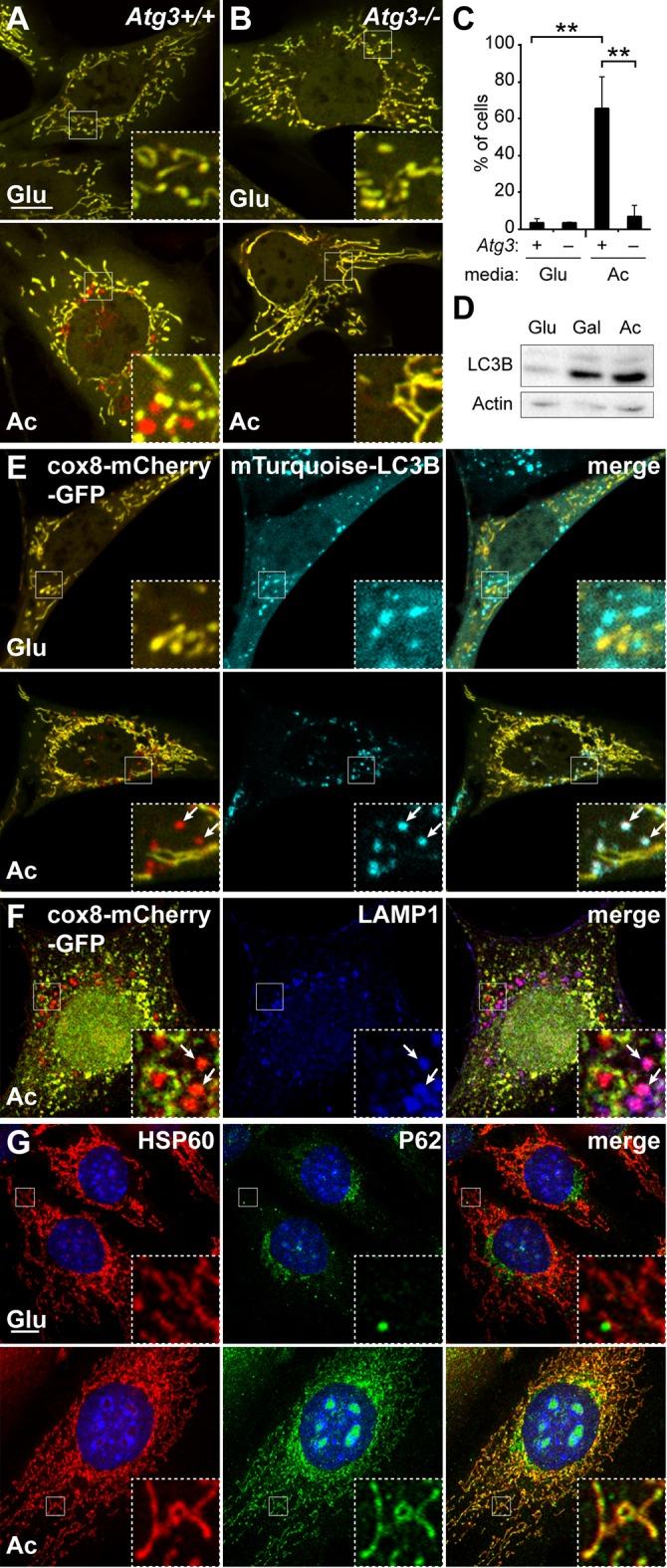https://cdn.ncbi.nlm.nih.gov/pmc/blobs/8997/5127638/08b2d511581a/elife-17896-fig2.jpg