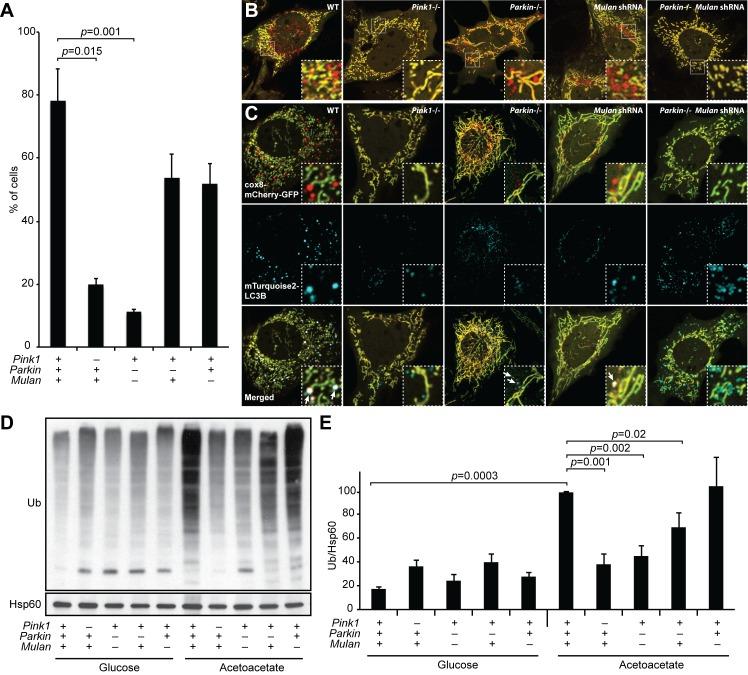 https://cdn.ncbi.nlm.nih.gov/pmc/blobs/8997/5127638/45e02630d201/elife-17896-fig4.jpg