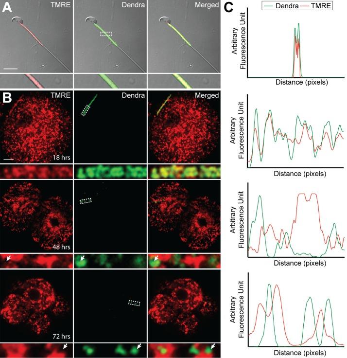 https://cdn.ncbi.nlm.nih.gov/pmc/blobs/8997/5127638/57a0ecc7bbb5/elife-17896-fig6.jpg