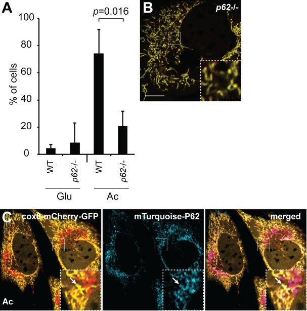https://cdn.ncbi.nlm.nih.gov/pmc/blobs/8997/5127638/ddd5400fb491/elife-17896-fig3-figsupp1.jpg