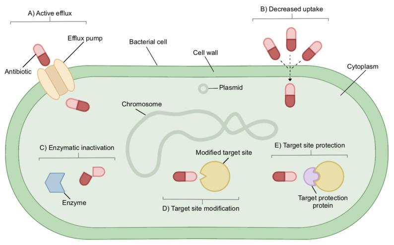 https://cdn.ncbi.nlm.nih.gov/pmc/blobs/89ac/9774639/ac2db90bc062/antibiotics-11-01821-g001.jpg