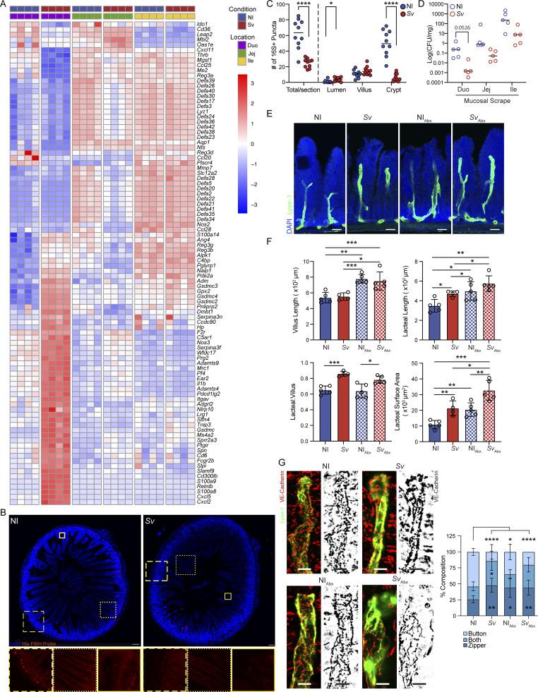 https://cdn.ncbi.nlm.nih.gov/pmc/blobs/89c0/12162095/0dc340a68ac8/jem_20241181_fig7.jpg