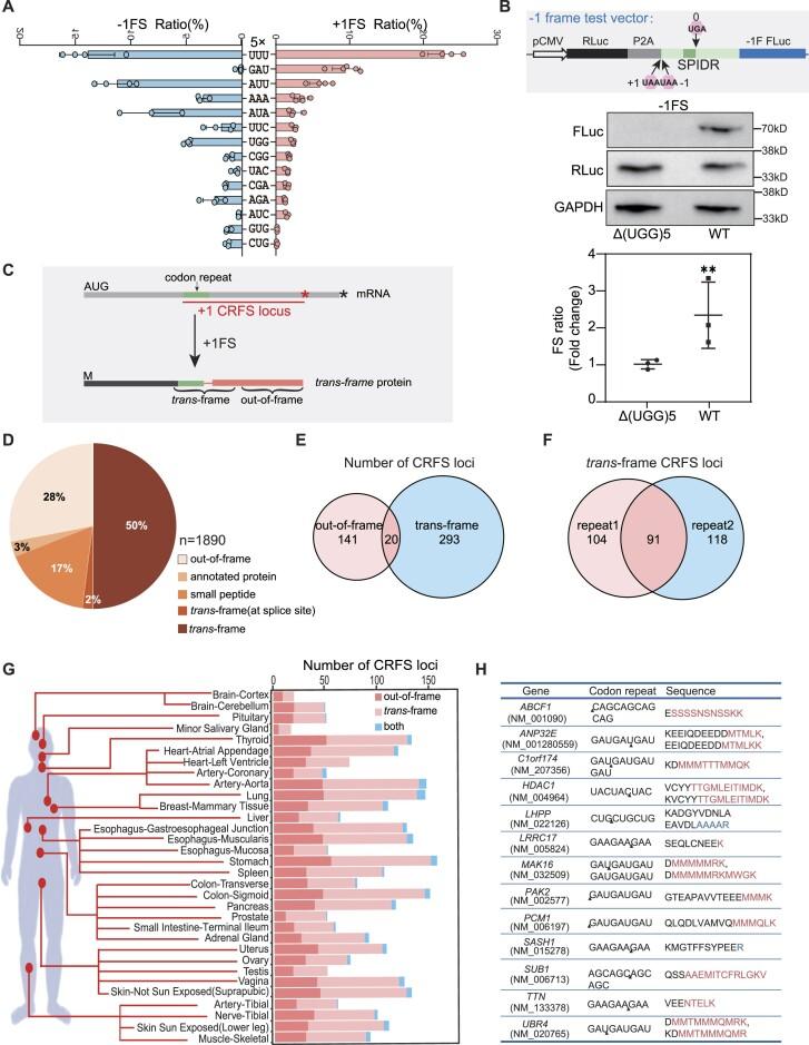 https://cdn.ncbi.nlm.nih.gov/pmc/blobs/89d9/10954444/def233d42df8/gkae035fig2.jpg