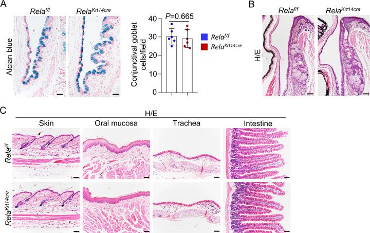 https://cdn.ncbi.nlm.nih.gov/pmc/blobs/89f3/8192125/45b17c59501d/elife-67315-fig3-figsupp4.jpg