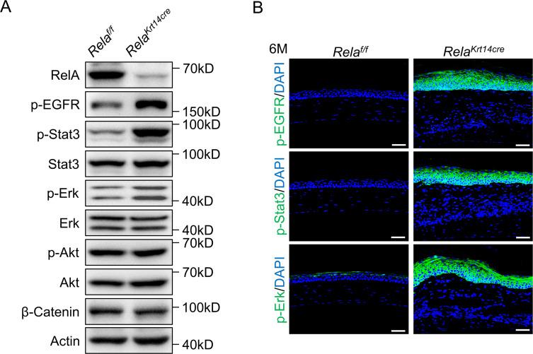 https://cdn.ncbi.nlm.nih.gov/pmc/blobs/89f3/8192125/dce733e3d902/elife-67315-fig5-figsupp3.jpg