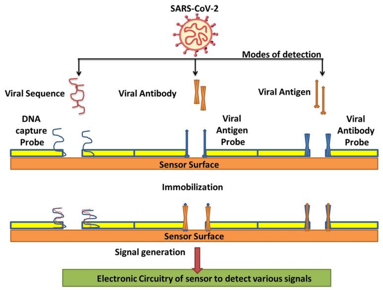 https://cdn.ncbi.nlm.nih.gov/pmc/blobs/89fb/9405813/473c242af04a/biosensors-12-00637-g003.jpg