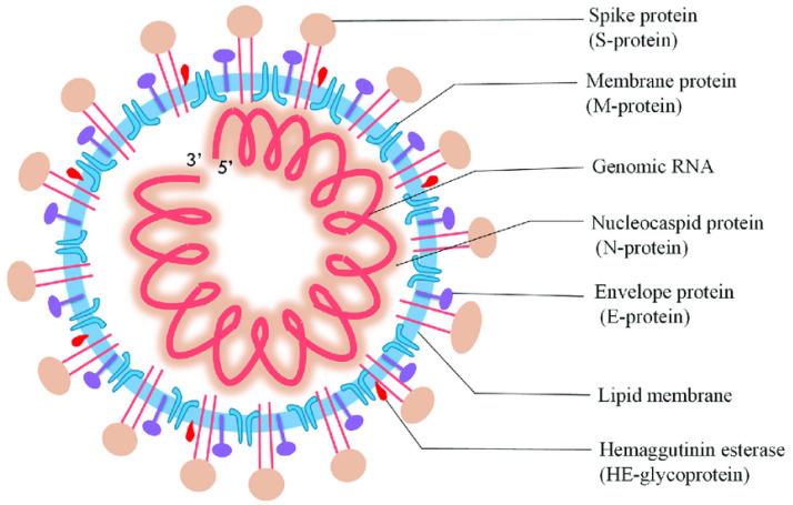 https://cdn.ncbi.nlm.nih.gov/pmc/blobs/89fb/9405813/7837c6c320f4/biosensors-12-00637-g001.jpg