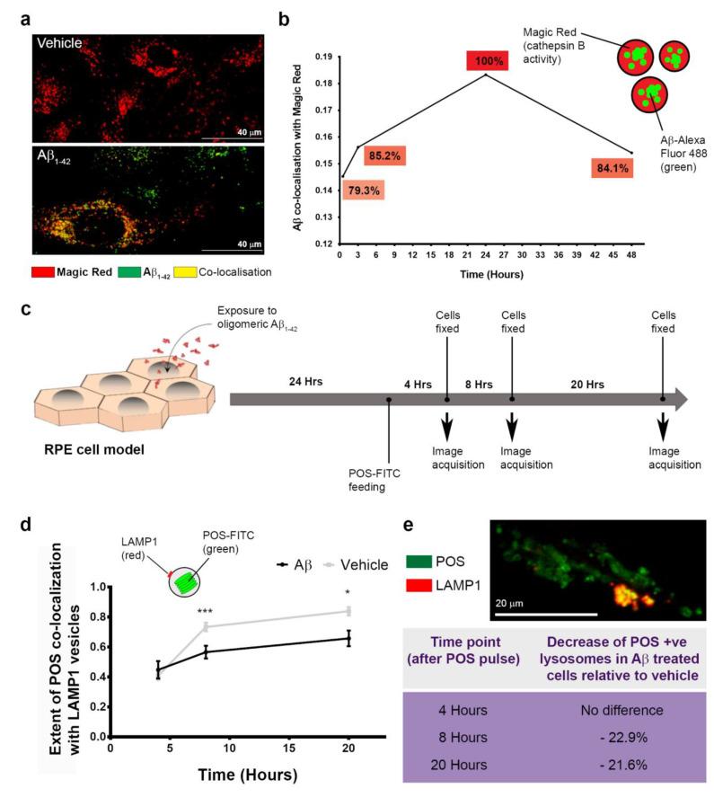 https://cdn.ncbi.nlm.nih.gov/pmc/blobs/8a14/7922851/52b9f6f7c416/cells-10-00413-g008.jpg