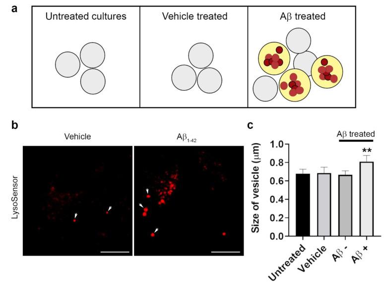 https://cdn.ncbi.nlm.nih.gov/pmc/blobs/8a14/7922851/61d6553ecc2d/cells-10-00413-g006.jpg