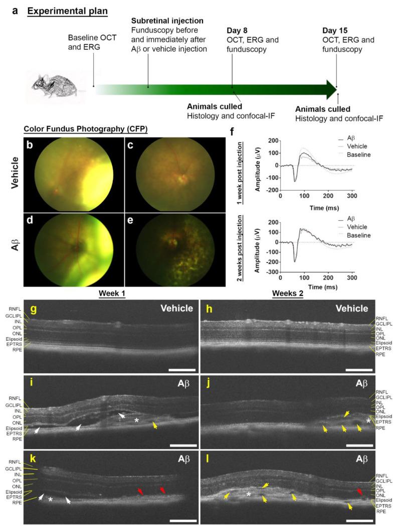 https://cdn.ncbi.nlm.nih.gov/pmc/blobs/8a14/7922851/aae97cc9d925/cells-10-00413-g001.jpg