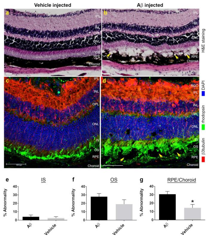 https://cdn.ncbi.nlm.nih.gov/pmc/blobs/8a14/7922851/ed8b548c97ac/cells-10-00413-g003.jpg