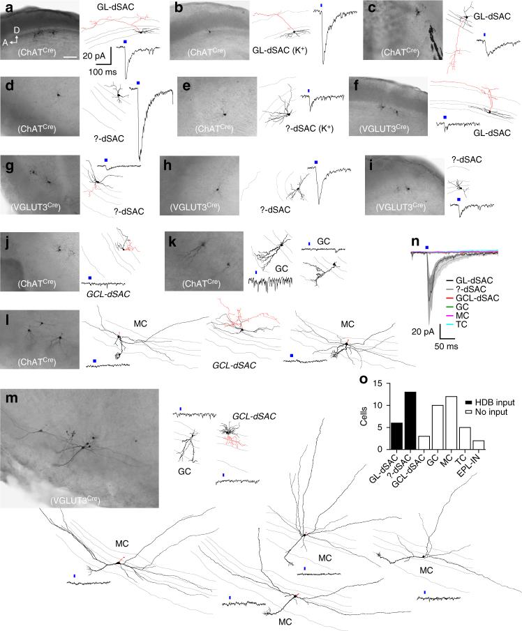 https://cdn.ncbi.nlm.nih.gov/pmc/blobs/8a29/5608700/d2d4ad5d0007/41467_2017_765_Fig5_HTML.jpg