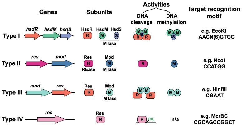 https://cdn.ncbi.nlm.nih.gov/pmc/blobs/8a30/12114051/1f7d18019084/microorganisms-13-01126-g002.jpg
