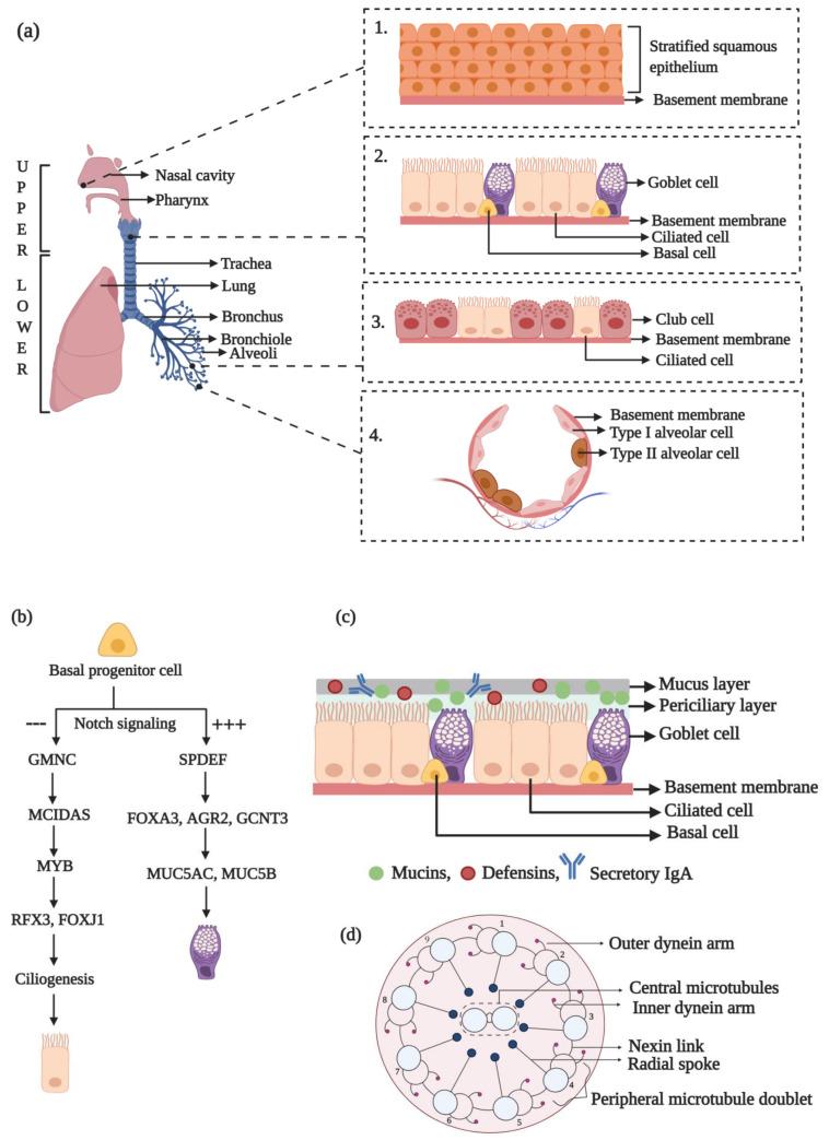 https://cdn.ncbi.nlm.nih.gov/pmc/blobs/8a37/7911113/a80ab1403e9e/biology-10-00095-g001.jpg