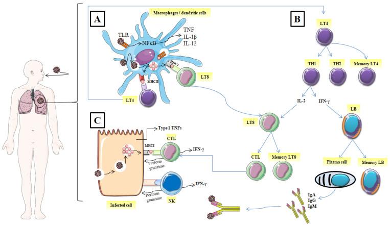 https://cdn.ncbi.nlm.nih.gov/pmc/blobs/8a54/8912813/84eb8c624fb6/nutrients-14-00942-g001.jpg