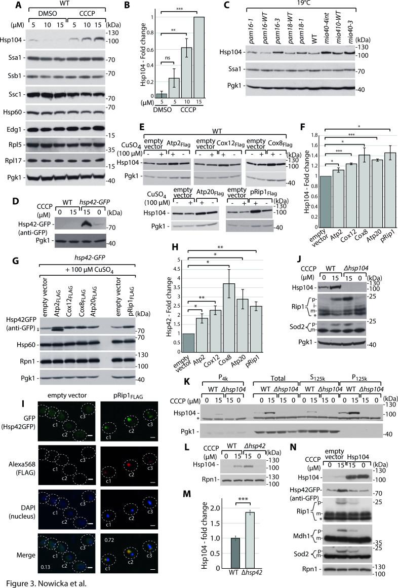 https://cdn.ncbi.nlm.nih.gov/pmc/blobs/8a56/8457837/d12a5f03ab84/elife-65484-fig3.jpg