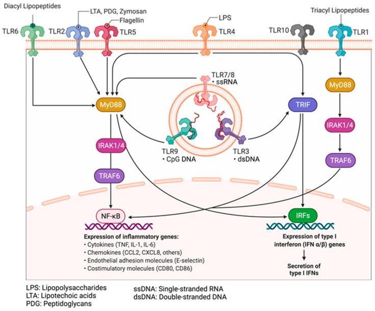 https://cdn.ncbi.nlm.nih.gov/pmc/blobs/8a60/10296711/5ebb9dc80bfc/cancers-15-03110-g005.jpg