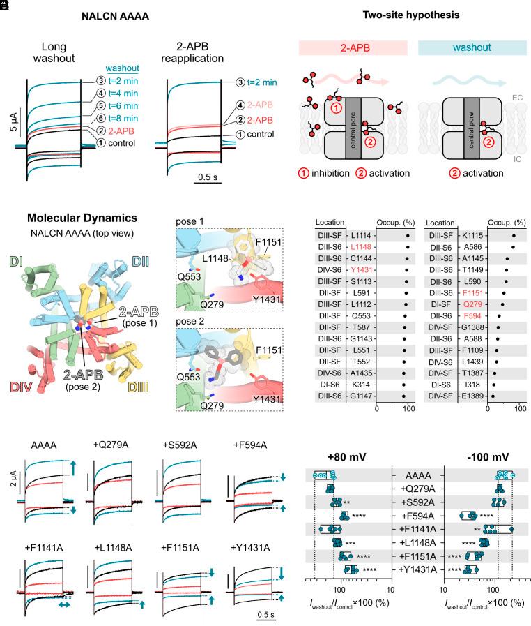 https://cdn.ncbi.nlm.nih.gov/pmc/blobs/8ab0/11145269/a36cb84a9515/pnas.2401591121fig04.jpg