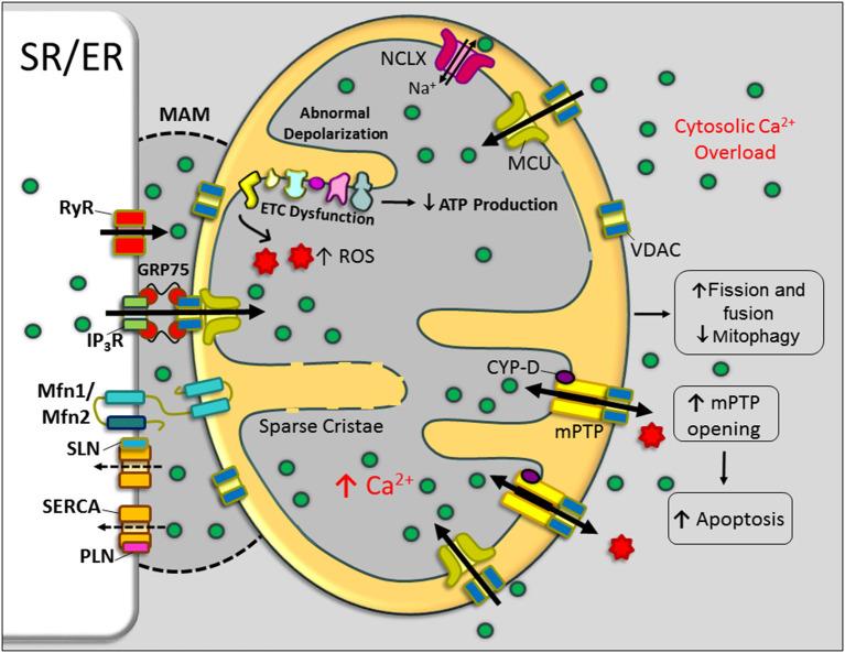 https://cdn.ncbi.nlm.nih.gov/pmc/blobs/8ab5/8063049/57f8c34df0e5/fphys-12-647010-g0003.jpg