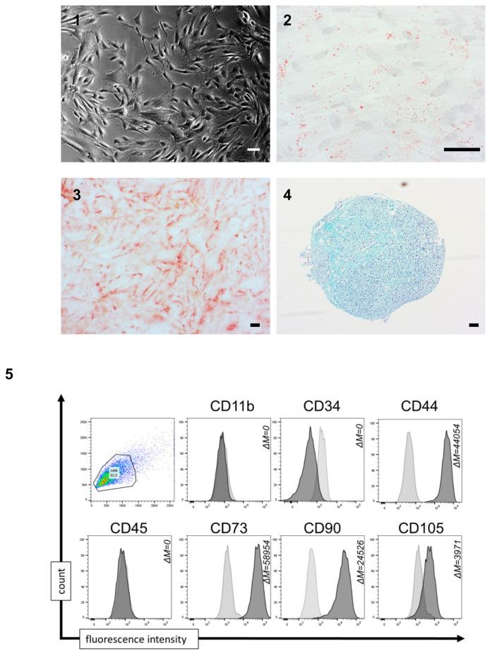 https://cdn.ncbi.nlm.nih.gov/pmc/blobs/8ac1/7823915/3edcdc8a72a1/cells-10-00033-g004.jpg