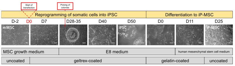 https://cdn.ncbi.nlm.nih.gov/pmc/blobs/8ac1/7823915/8816ef69b757/cells-10-00033-g001.jpg