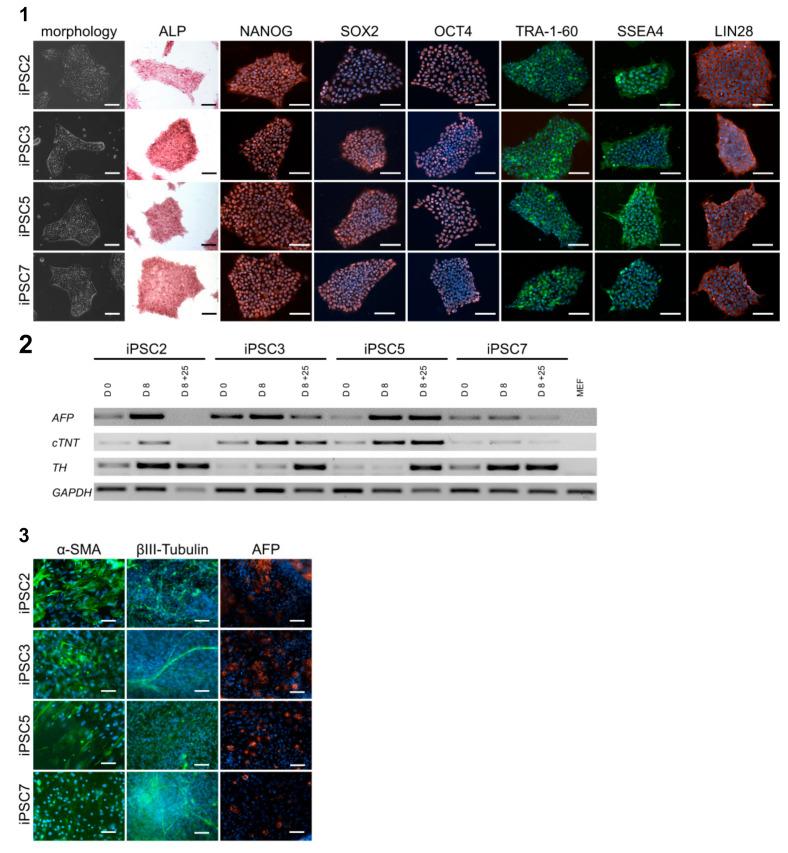 https://cdn.ncbi.nlm.nih.gov/pmc/blobs/8ac1/7823915/971c7e2c7d11/cells-10-00033-g003.jpg