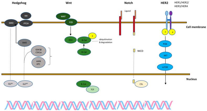 https://cdn.ncbi.nlm.nih.gov/pmc/blobs/8b13/11240630/0d1aa428e270/cancers-16-02481-g001.jpg