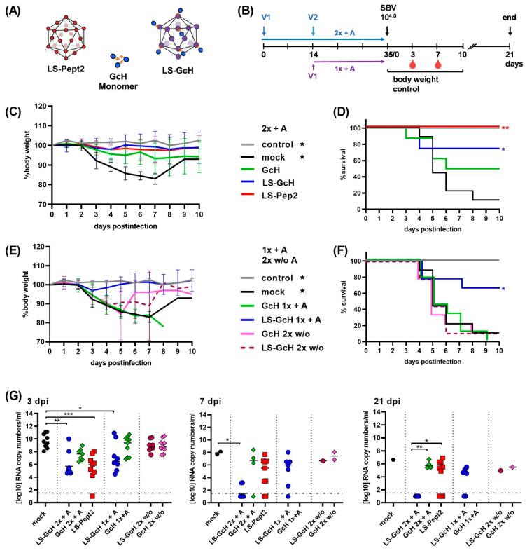 https://cdn.ncbi.nlm.nih.gov/pmc/blobs/8b1e/8232151/e3dd8dc5fc91/vaccines-09-00651-g004.jpg