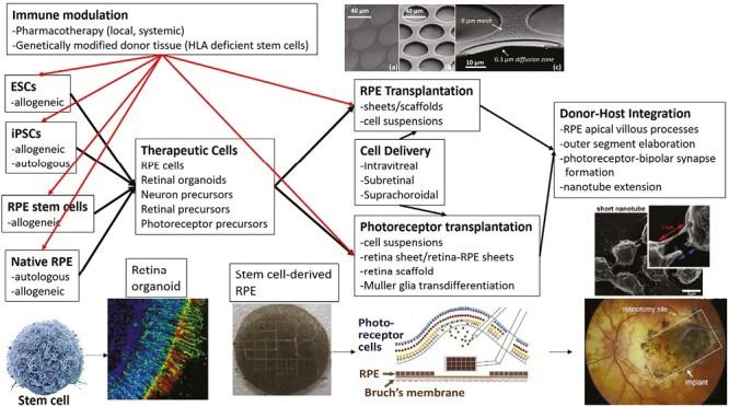 https://cdn.ncbi.nlm.nih.gov/pmc/blobs/8b25/11016853/95f0cbe68ac3/szae005_fig7.jpg