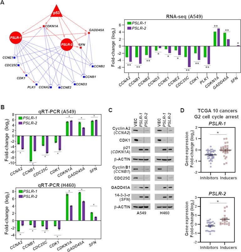 https://cdn.ncbi.nlm.nih.gov/pmc/blobs/8b28/9191893/6adcbee17a00/elife-77357-fig6.jpg