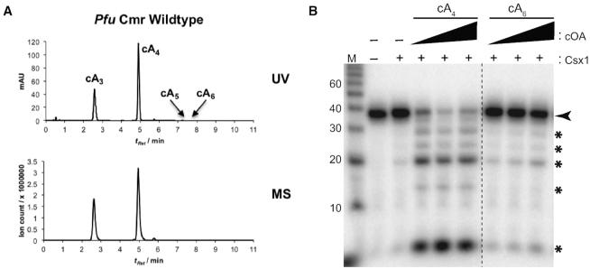 https://cdn.ncbi.nlm.nih.gov/pmc/blobs/8b29/7192623/ad35cfaeba79/gkaa176fig3.jpg