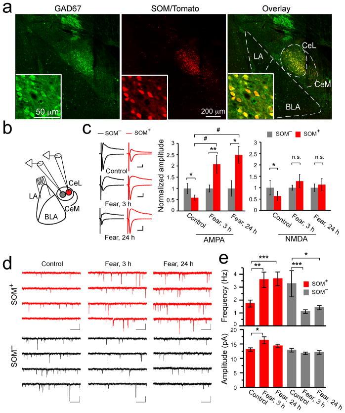 https://cdn.ncbi.nlm.nih.gov/pmc/blobs/8b2a/3581751/d757fb7c9132/nihms432922f1.jpg