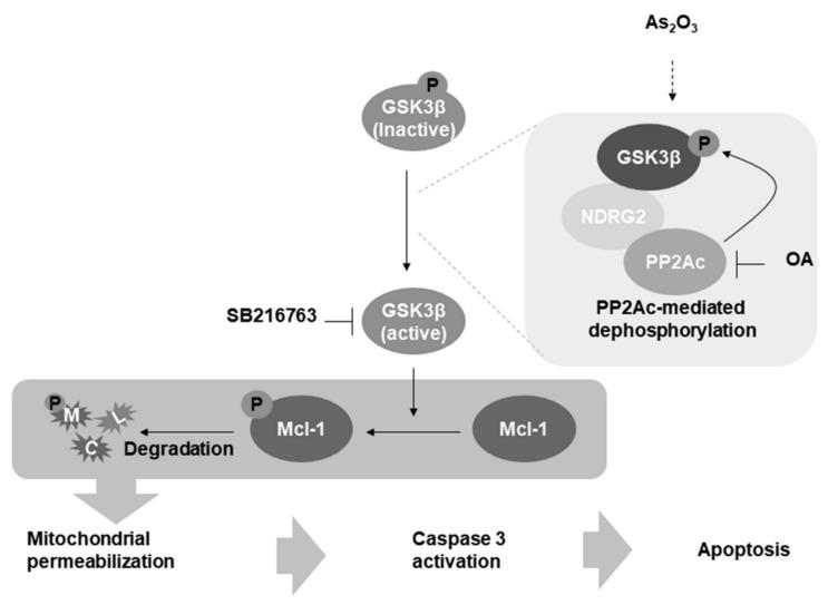 https://cdn.ncbi.nlm.nih.gov/pmc/blobs/8b56/6562968/3202cb46776c/cells-08-00495-g006.jpg