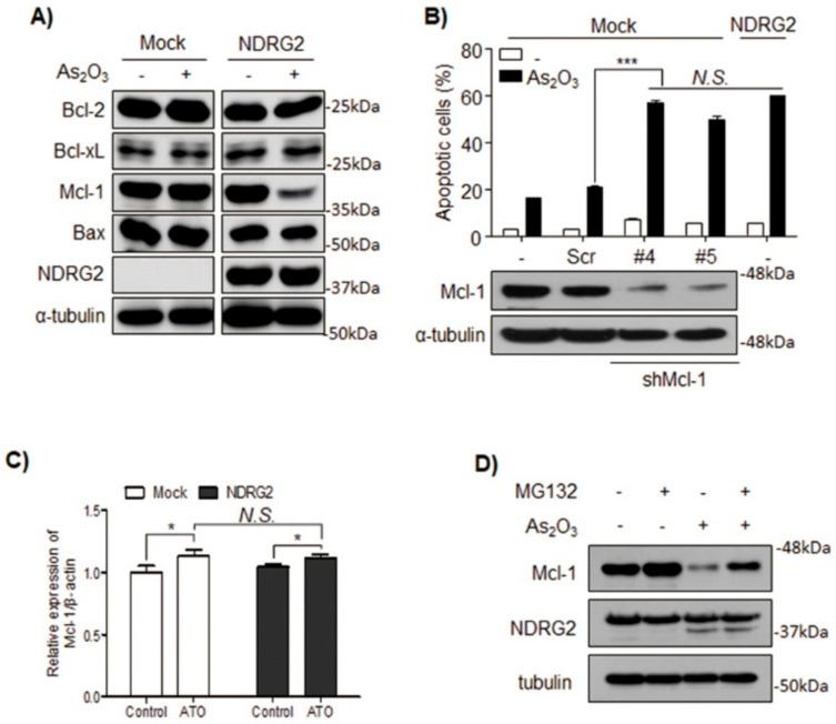https://cdn.ncbi.nlm.nih.gov/pmc/blobs/8b56/6562968/77558d8c8b9a/cells-08-00495-g002.jpg
