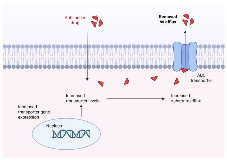 https://cdn.ncbi.nlm.nih.gov/pmc/blobs/8b79/12384834/8df35554f79e/cancers-17-02628-g001.jpg