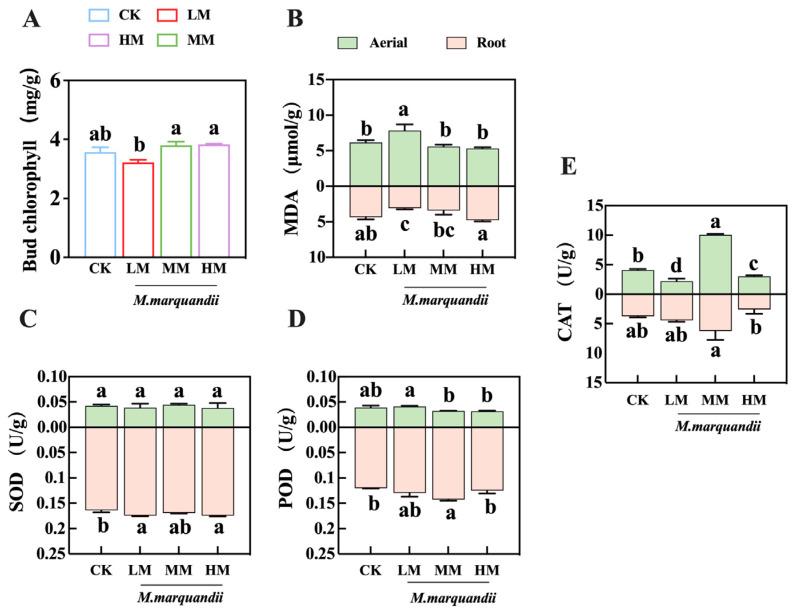 https://cdn.ncbi.nlm.nih.gov/pmc/blobs/8b7c/11722606/85584e3b4c64/plants-14-00058-g003.jpg