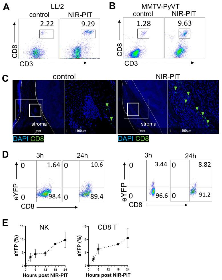 https://cdn.ncbi.nlm.nih.gov/pmc/blobs/8b93/10813865/227111a825da/cancers-16-00449-g004.jpg
