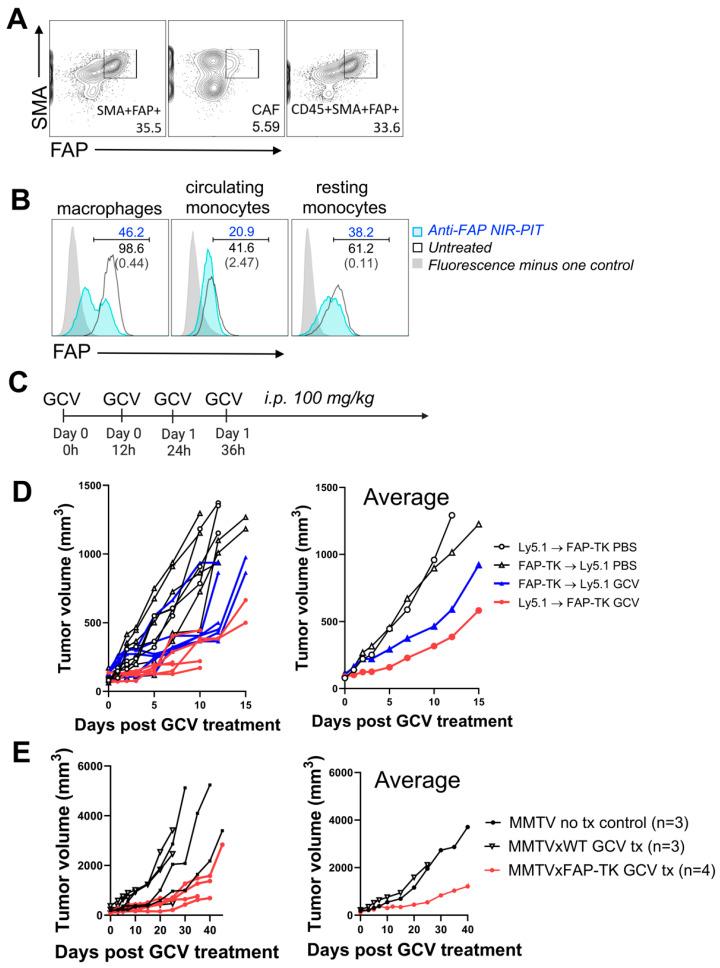 https://cdn.ncbi.nlm.nih.gov/pmc/blobs/8b93/10813865/355ec1f08849/cancers-16-00449-g005.jpg