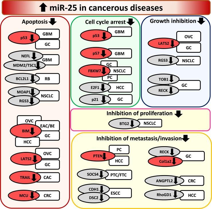 https://cdn.ncbi.nlm.nih.gov/pmc/blobs/8b9b/5940376/840db12555a6/oncotarget-09-21580-g003.jpg