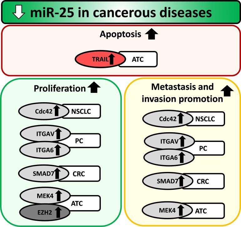 https://cdn.ncbi.nlm.nih.gov/pmc/blobs/8b9b/5940376/f695ce280c69/oncotarget-09-21580-g004.jpg