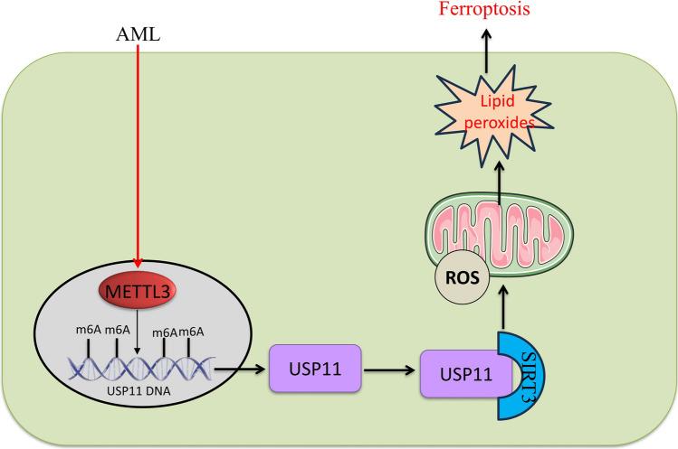https://cdn.ncbi.nlm.nih.gov/pmc/blobs/8bad/12310856/de606d3b5bdf/10238_2025_1814_Fig11_HTML.jpg