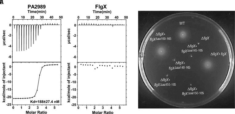 https://cdn.ncbi.nlm.nih.gov/pmc/blobs/8bb3/11725899/5a2152c93181/pnas.2412594121fig02.jpg
