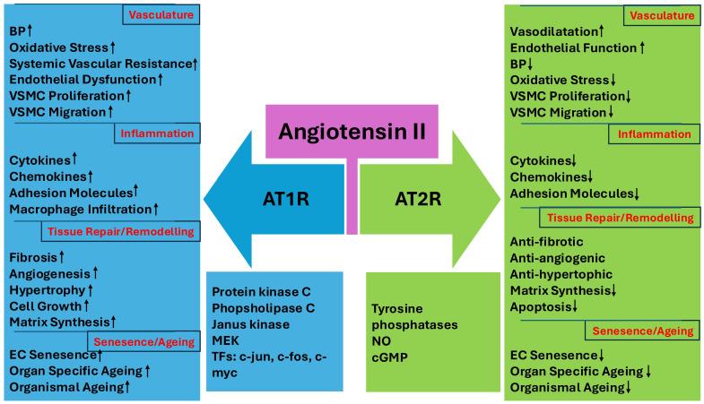 https://cdn.ncbi.nlm.nih.gov/pmc/blobs/8bc2/12293584/2019e243b7c3/cimb-47-00501-g002.jpg